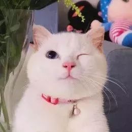 “猫咪抓伤自疗,改掉坏习惯,宠物更健康。”