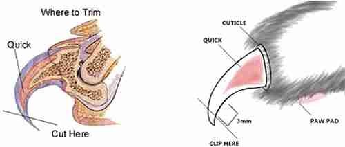 An illustration of a cat's nail quick