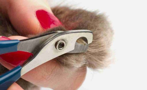 clipping a cat's nails