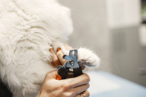 cat nail clipping
