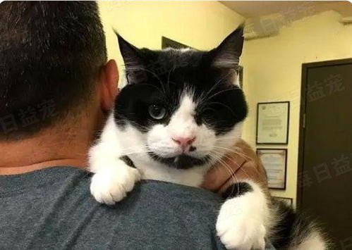 猫咪，核心关键词：修剪，后半部分：如何避免伤到它？