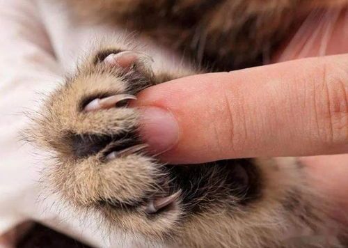 三个月大猫咪抓伤的原因是什么？如何预防与治疗？