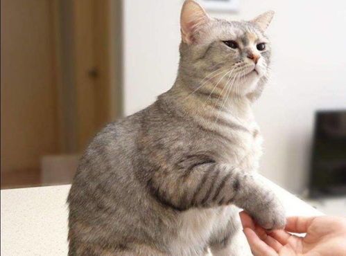 猫咪爪子大粗，为何如此锋利？