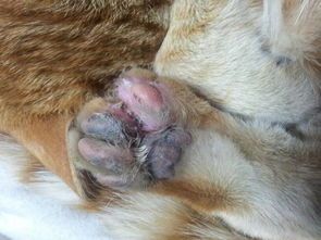 猫咪的猫爪能治愈伤口？这真的靠谱吗？