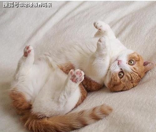 定期修剪，如何保持猫咪爪子干净无异味？