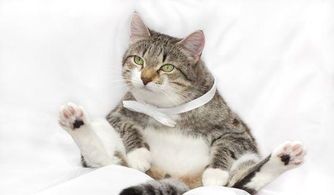 为什么要修剪猫咪的脚毛?脚毛过长会影响猫咪行走吗?