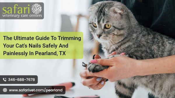 How to Trim Your Cat