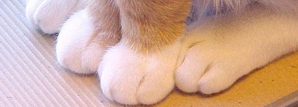How to Trim Your Cat