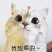 科学养宠：猫能吃什么样的蛋黄