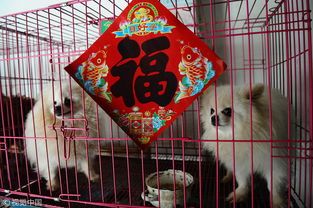 聊城宠物：了解聊城市宠物市场现状？聊城市宠物店排行榜