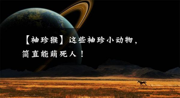 【袖珍猴】这些袖珍小动物，简直能萌死人！