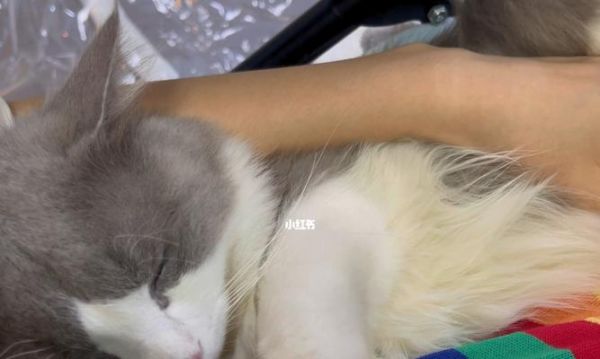 猫咪为何冬天爱睡觉（探究猫咪冬眠习性及保暖技巧）