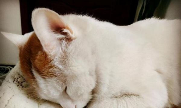 猫咪为何冬天爱睡觉（探究猫咪冬眠习性及保暖技巧）