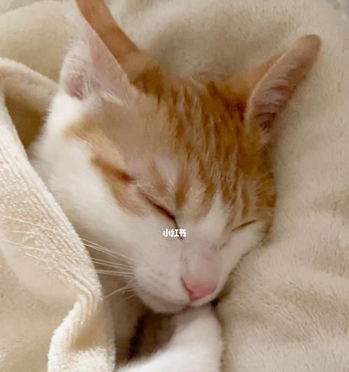 猫咪为何冬天爱睡觉（探究猫咪冬眠习性及保暖技巧）