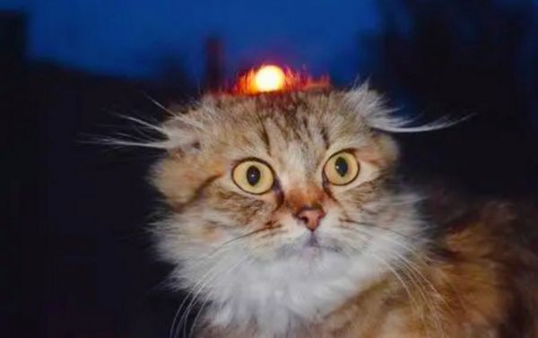 为什么猫咪总是半夜疯跑？了解猫的晨昏性习性