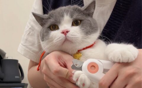 猫咪什么时候成年？性成熟与体成熟的区别