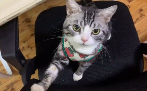 为什么后院猫不能买？一位铲屎官的真实故事