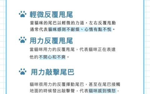 猫咪 7 种常见的尾部动作含义解析