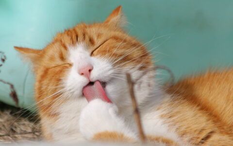 猫咪换毛期一般在什么时候？