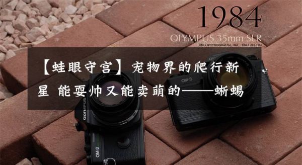 【蛙眼守宫】宠物界的爬行新星 能耍帅又能卖萌的——蜥蜴文章配图
