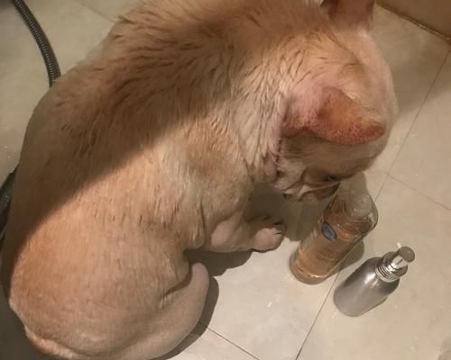 狗狗腹腔感染怎么办？症状识别与紧急处理方法是什么？