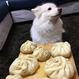 哈尔滨狗,宠物控必看,狗不理包子地址揭晓!