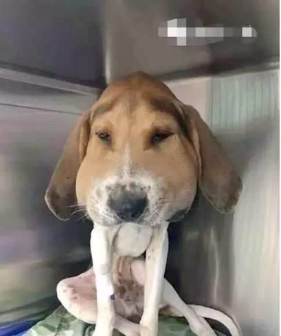 哈尔滨狗,宠物控必看,狗不理包子地址揭晓!