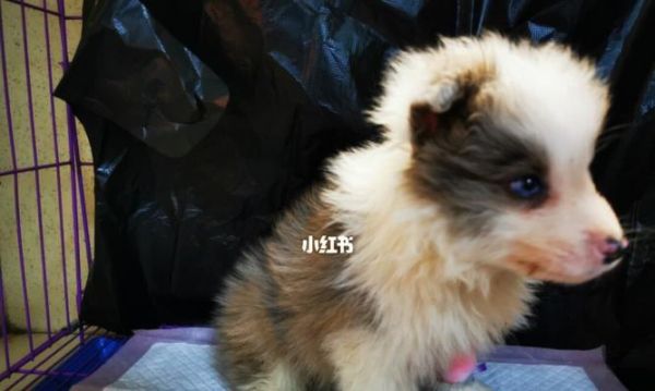 狗狗贫血需要做哪些检查？如何确诊贫血问题？
