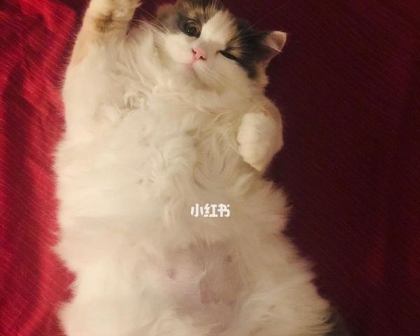 小猫的饮食习惯与营养需求（以宠物为主）
