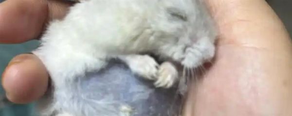 仓鼠的肚子为什么鼓鼓的，可能是过度进食、过度肥胖或长了肿瘤