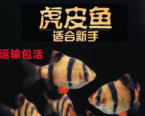新手福利！两种特别好养的热带鱼混养搭配（打造绚丽水族世界，走进热带鱼的美妙生活）