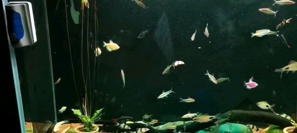 新手福利！两种特别好养的热带鱼混养搭配（打造绚丽水族世界，走进热带鱼的美妙生活）