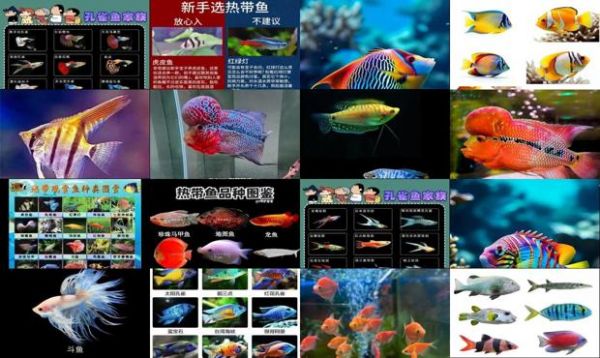 热带鱼品种有哪些