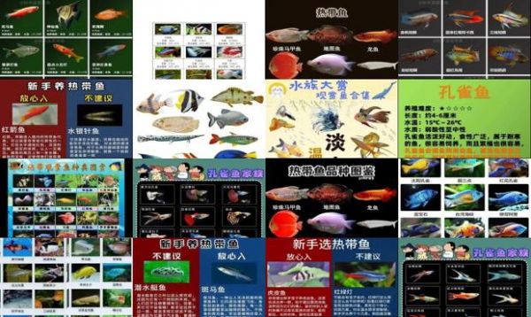 热带鱼种类图片大全名称