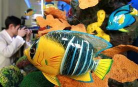 水族热带鱼，宠物界新宠！