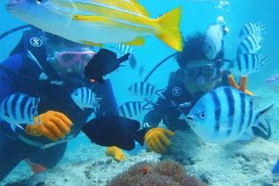 深海热带鱼：日本宠物新宠，水中精灵！