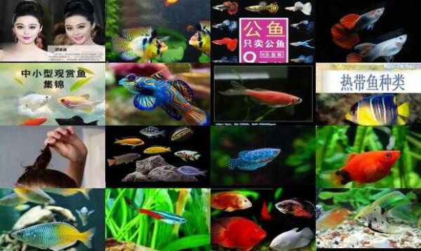 常见小热带鱼品种大全