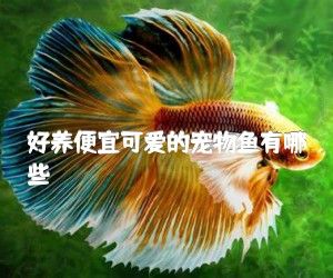 好养便宜可爱的宠物鱼有哪些