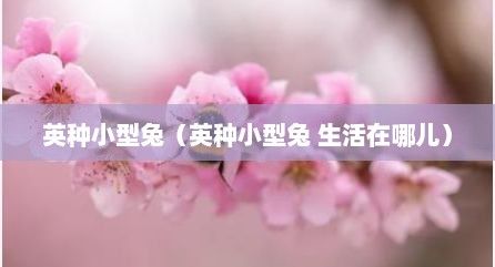英种小型兔（英种小型兔 生活在哪儿）