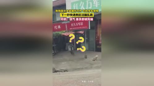 狗狗路中央装瘸扮可怜，司机感慨
