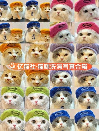 洗澡澡也要记录猫咪的“头套日记”