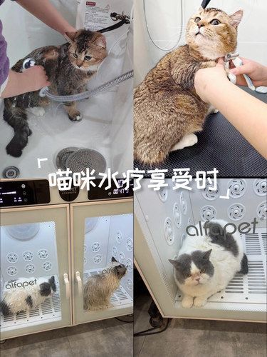 喵咪水疗享受时