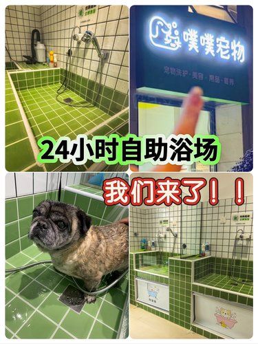 宝山19.9洗狗自助不用自己收拾！这波血