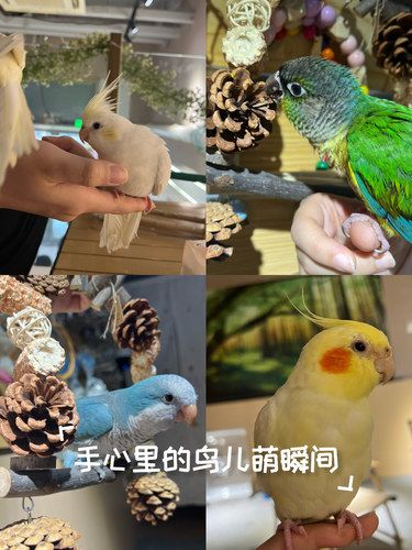 是小鸡！