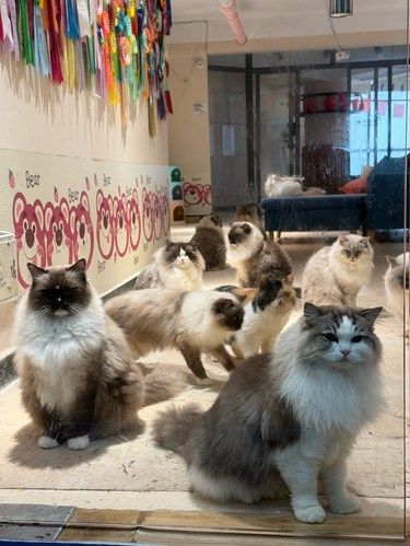 第一次去猫咖，体验蛮不错