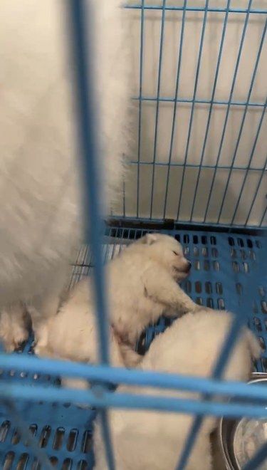 这家店狗狗洗澡只要十几分钟
