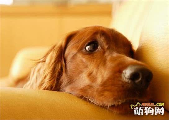 免去烦恼，轻松掌握狗狗训练的方法，走进宠物训练三大阶段