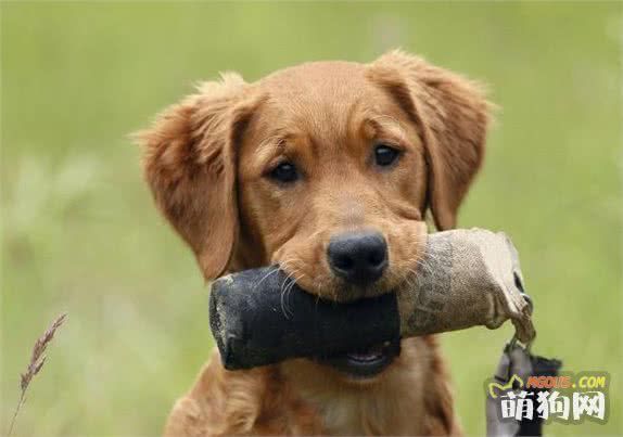 免去烦恼，轻松掌握狗狗训练的方法，走进宠物训练三大阶段