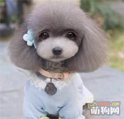 免去烦恼，轻松掌握狗狗训练的方法，走进宠物训练三大阶段