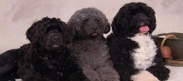 葡萄牙水犬饮食指南（以宠物为主）